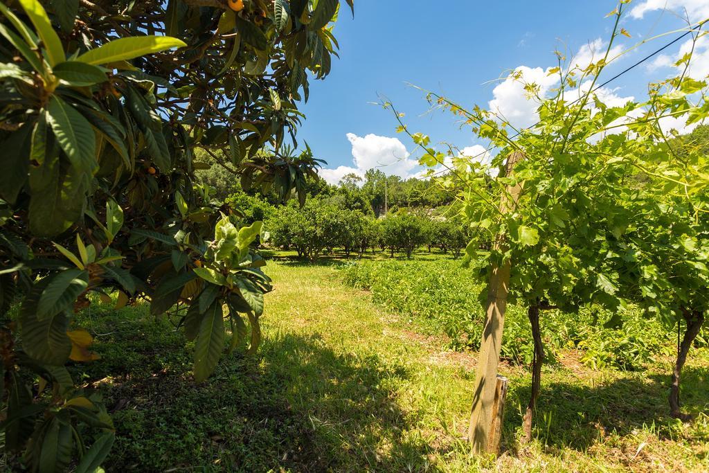 Konavle Apartments Zlatovisce Gruda Екстер'єр фото